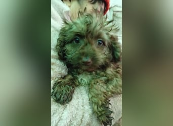 Velvet PP - kleine Maus möchte ankommen