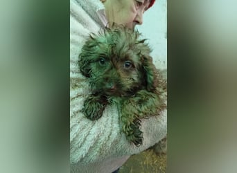 Velvet PP - kleine Maus möchte ankommen