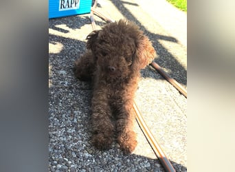 Coco