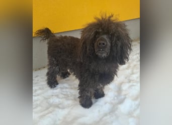 Kokos, Pudel-Mix, Rüde, geb. am 24.05.2023, 42 cm, 15 kg