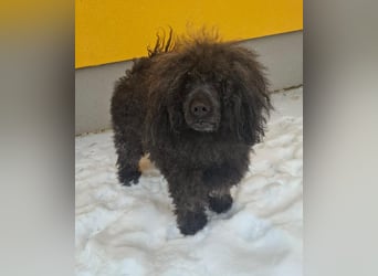 Kokos, Pudel-Mix, Rüde, geb. am 24.05.2023, 42 cm, 15 kg