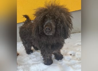 Kokos, Pudel-Mix, Rüde, geb. am 24.05.2023, 42 cm, 15 kg