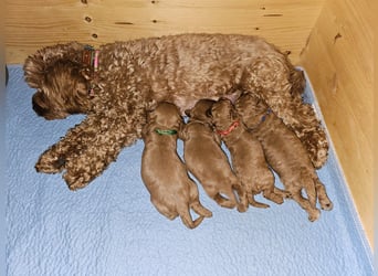 Apricot Fawn Zwergpudel Deckrüde Erfahren Ahnentafel Gentest Patella Katarakte frei, Zuchttauglich