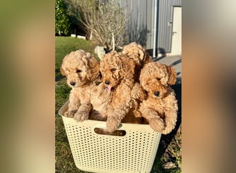 Apricot Fawn Zwergpudel Deckrüde Erfahren Ahnentafel Gentest Patella Katarakte frei, Zuchttauglich