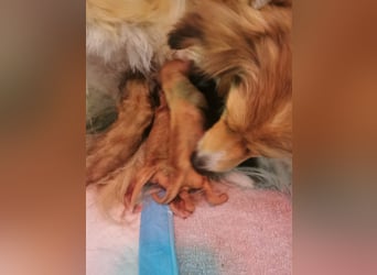 Apricot Fawn Zwergpudel Deckrüde Erfahren Ahnentafel Gentest Patella Katarakte frei, Zuchttauglich