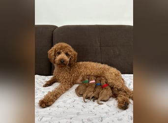 Apricot Fawn Zwergpudel Deckrüde Erfahren Ahnentafel Gentest Patella Katarakte frei, Zuchttauglich