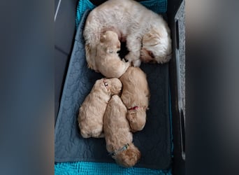 Apricot Fawn Zwergpudel Deckrüde Erfahren Ahnentafel Gentest Patella Katarakte frei, Zuchttauglich