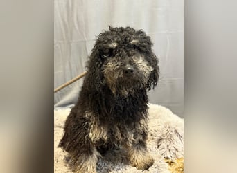 Samu sucht seine Menschen