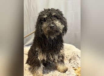 Samu sucht seine Menschen