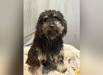 Samu sucht seine Menschen