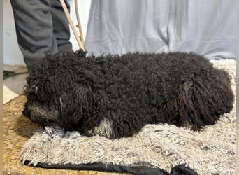 Samu sucht seine Menschen