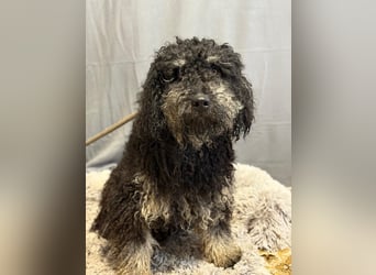 Samu sucht seine Menschen