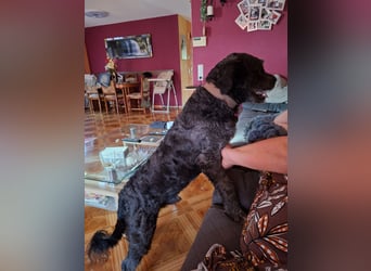 Struppi verliert sein Zuhause