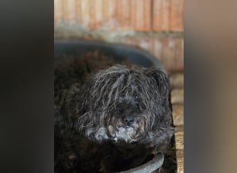 Linda - sooo bezaubernd