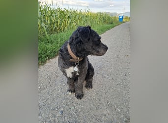 Struppi verliert sein Zuhause