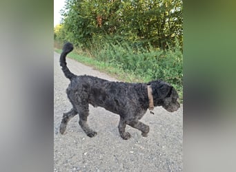 Struppi verliert sein Zuhause