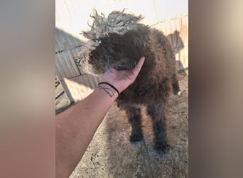 Linda - sooo bezaubernd