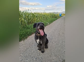 Struppi verliert sein Zuhause