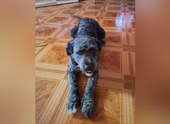Struppi verliert sein Zuhause