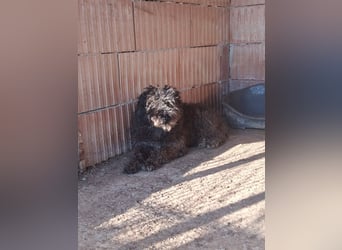 Linda - sooo bezaubernd