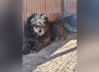 Linda - sooo bezaubernd