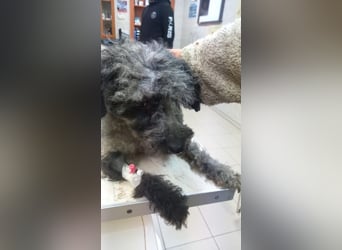 Merli PP - Pudelchen wünscht sich Kuscheleinheiten