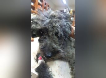 Merli PP - Pudelchen wünscht sich Kuscheleinheiten