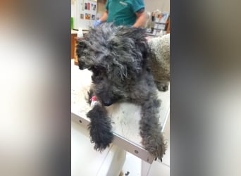 Merli PP - Pudelchen wünscht sich Kuscheleinheiten