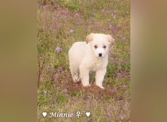 Minnie sucht ein Zuhause