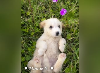 Minnie sucht ein Zuhause