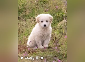 Minnie sucht ein Zuhause