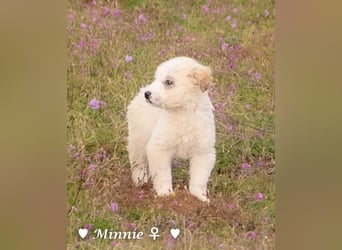 Minnie sucht ein Zuhause