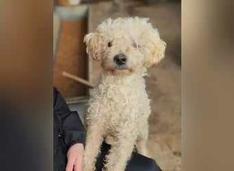 ♥MOGLI♥ ab 24.Okt auf Pflegestelle bei Köln -sehr menschenbezogener, liebenswerter Hundesenior 45 cm
