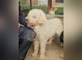 ♥MOGLI♥ ab 24.Okt auf Pflegestelle bei Köln -sehr menschenbezogener, liebenswerter Hundesenior 45 cm