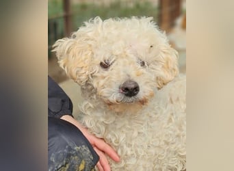 ♥MOGLI♥ neu auf Pflegestelle bei Köln - sehr menschenbezogener, liebenswerter Hundesenior 45 cm