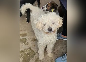 ♥MOGLI♥ ab 24.Okt auf Pflegestelle bei Köln -sehr menschenbezogener, liebenswerter Hundesenior 45 cm