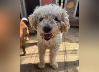♥MOGLI♥ ab 24.Okt auf Pflegestelle bei Köln -sehr menschenbezogener, liebenswerter Hundesenior 45 cm