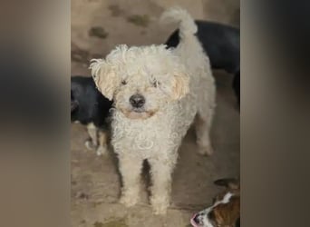 ♥MOGLI♥ ab 24.Okt auf Pflegestelle bei Köln -sehr menschenbezogener, liebenswerter Hundesenior 45 cm