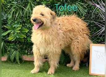 Tofee geb. 01/2023 (ESP) - sympathischer und liebevoller Pudel-Mix!