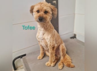 Tofee geb. 01/2023 (ESP) - sympathischer und liebevoller Pudel-Mix!
