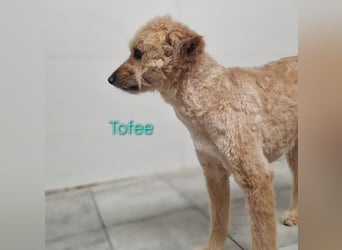Tofee geb. 01/2023 (ESP) - sympathischer und liebevoller Pudel-Mix!