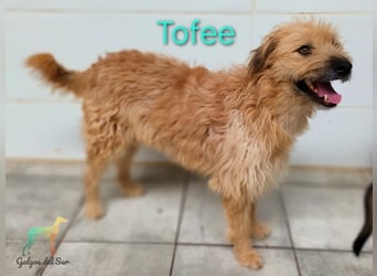 Tofee geb. 01/2023 (ESP) - sympathischer und liebevoller Pudel-Mix!