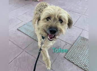 Tofee geb. 01/2023 (ESP) - sympathischer und liebevoller Pudel-Mix!