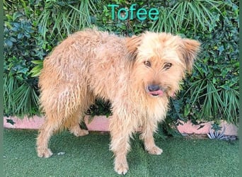 Tofee geb. 01/2023 (ESP) - sympathischer und liebevoller Pudel-Mix!