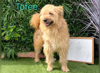 Tofee geb. 01/2023 (ESP) - sympathischer und liebevoller Pudel-Mix!