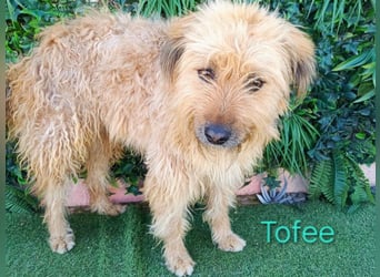 Tofee geb. 01/2023 (ESP) - sympathischer und liebevoller Pudel-Mix!