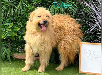 Tofee geb. 01/2023 (ESP) - sympathischer und liebevoller Pudel-Mix!