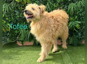 Tofee geb. 01/2023 (ESP) - sympathischer und liebevoller Pudel-Mix!