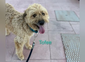 Tofee geb. 01/2023 (ESP) - sympathischer und liebevoller Pudel-Mix!