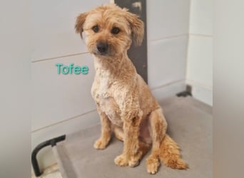 Tofee geb. 01/2023 (ESP) - sympathischer und liebevoller Pudel-Mix!